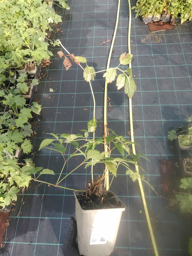 Jaloangervo Cattleya - 13. 10. 2025