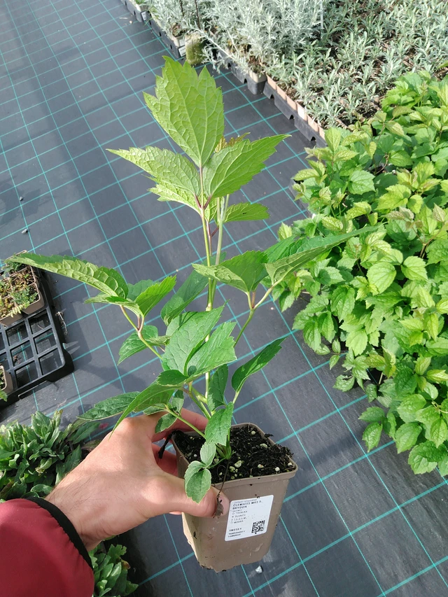 Kärhö Mrs R. Brydon - 28. 7. 2025