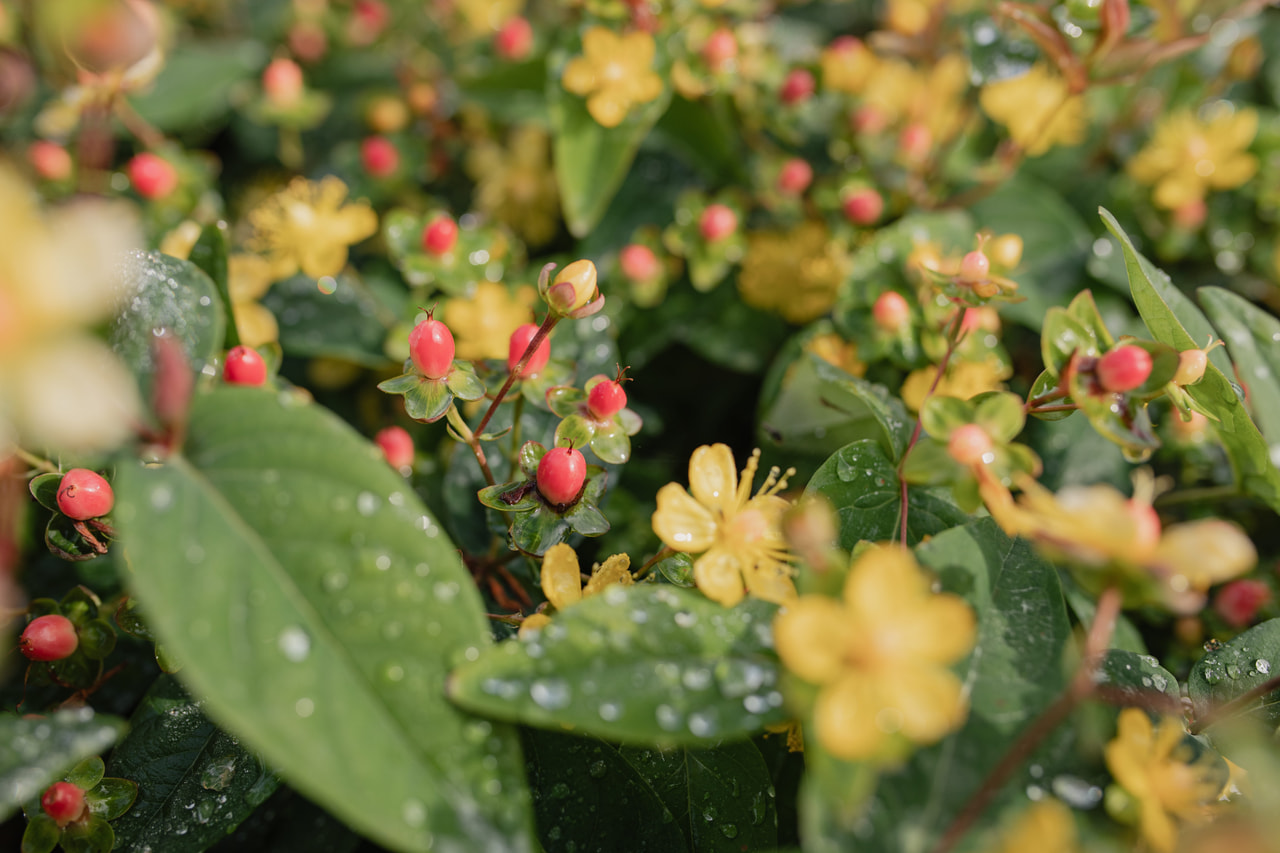 Kuisma Globo Ruby, Loukykvět