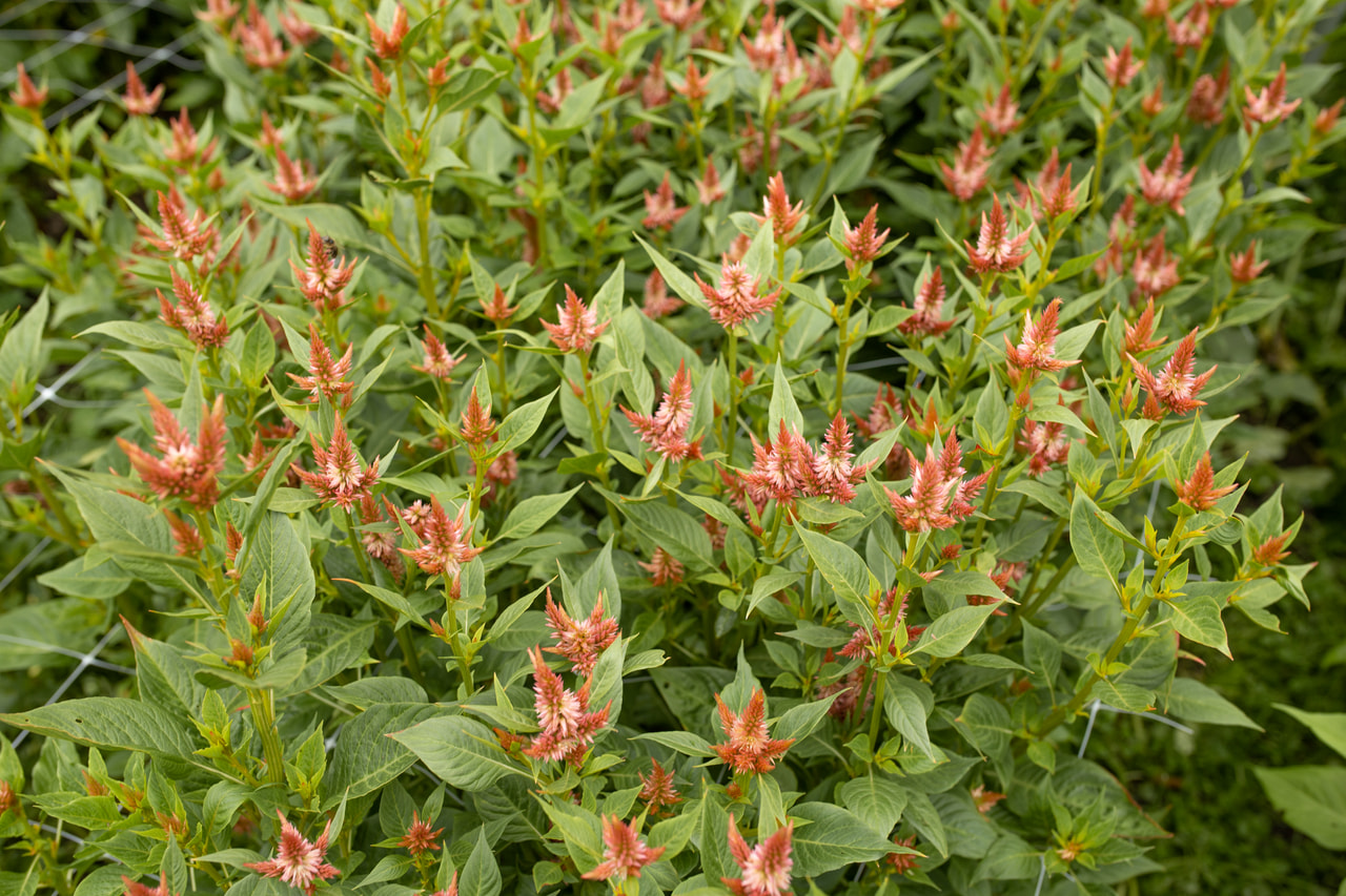 Kukonharja Celway Salmon, Loukykvět