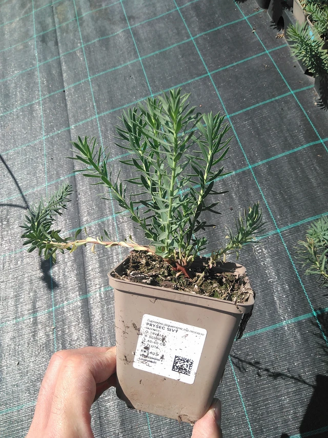 Euphorbia myrsinites - 24. 6. 2025