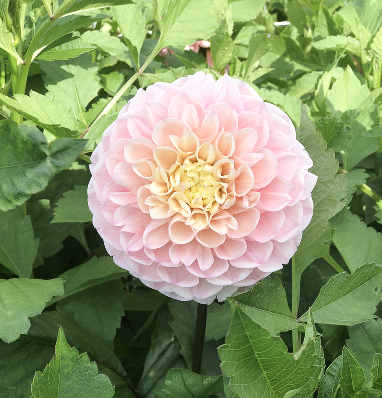 Daalia Opal, Loukykvět