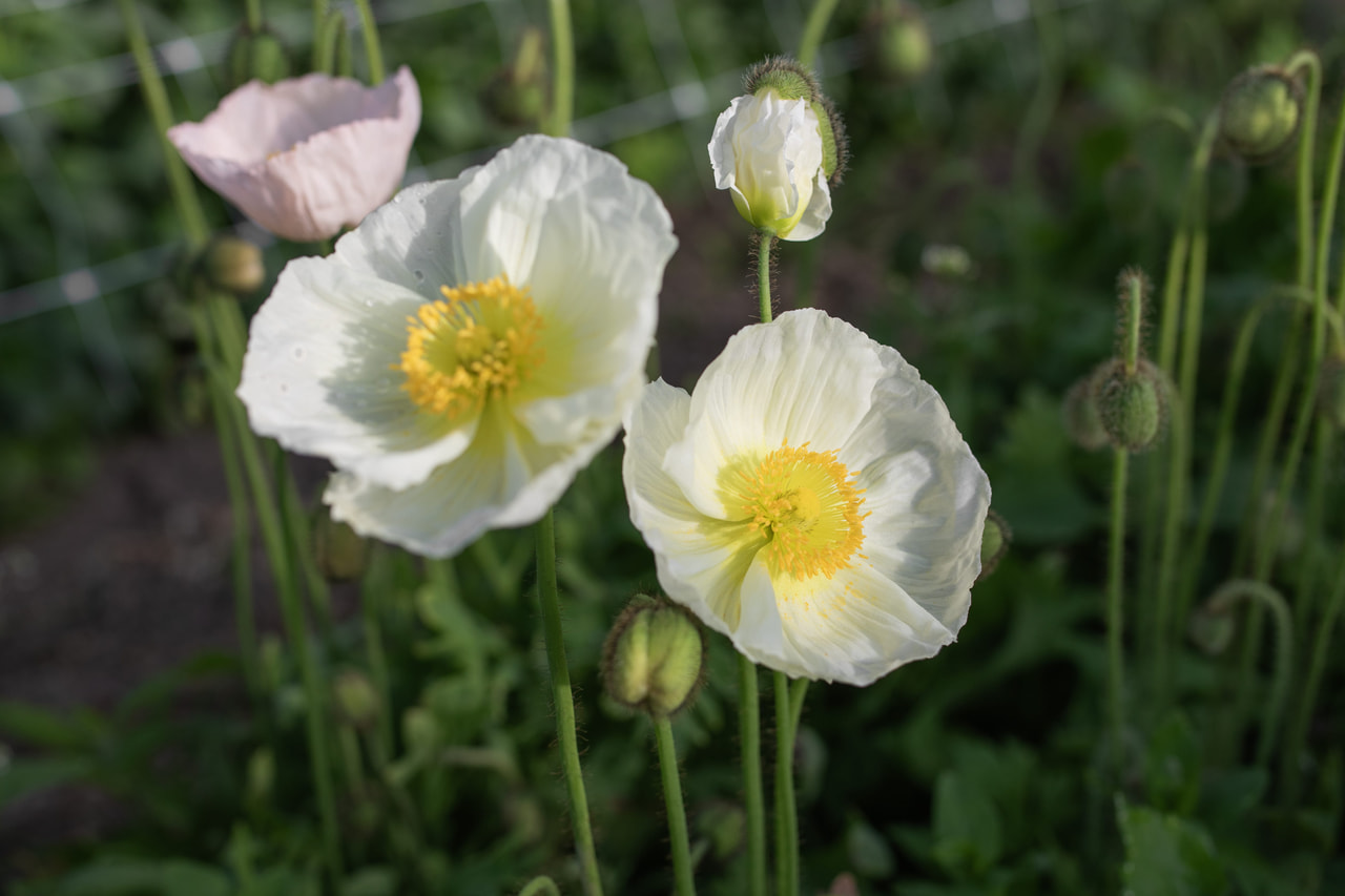 Valmue Champagne Bubbles White, Loukykvět
