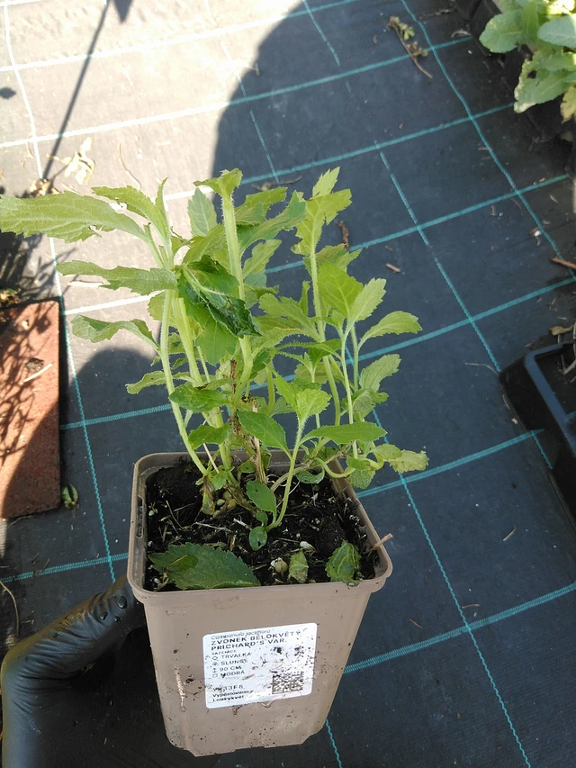 Maitokello Prichard's Var. - 19. 8. 2025