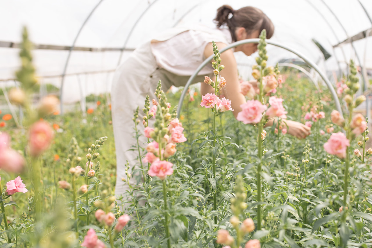 Leijonankita Snapstar Pink, Loukykvět