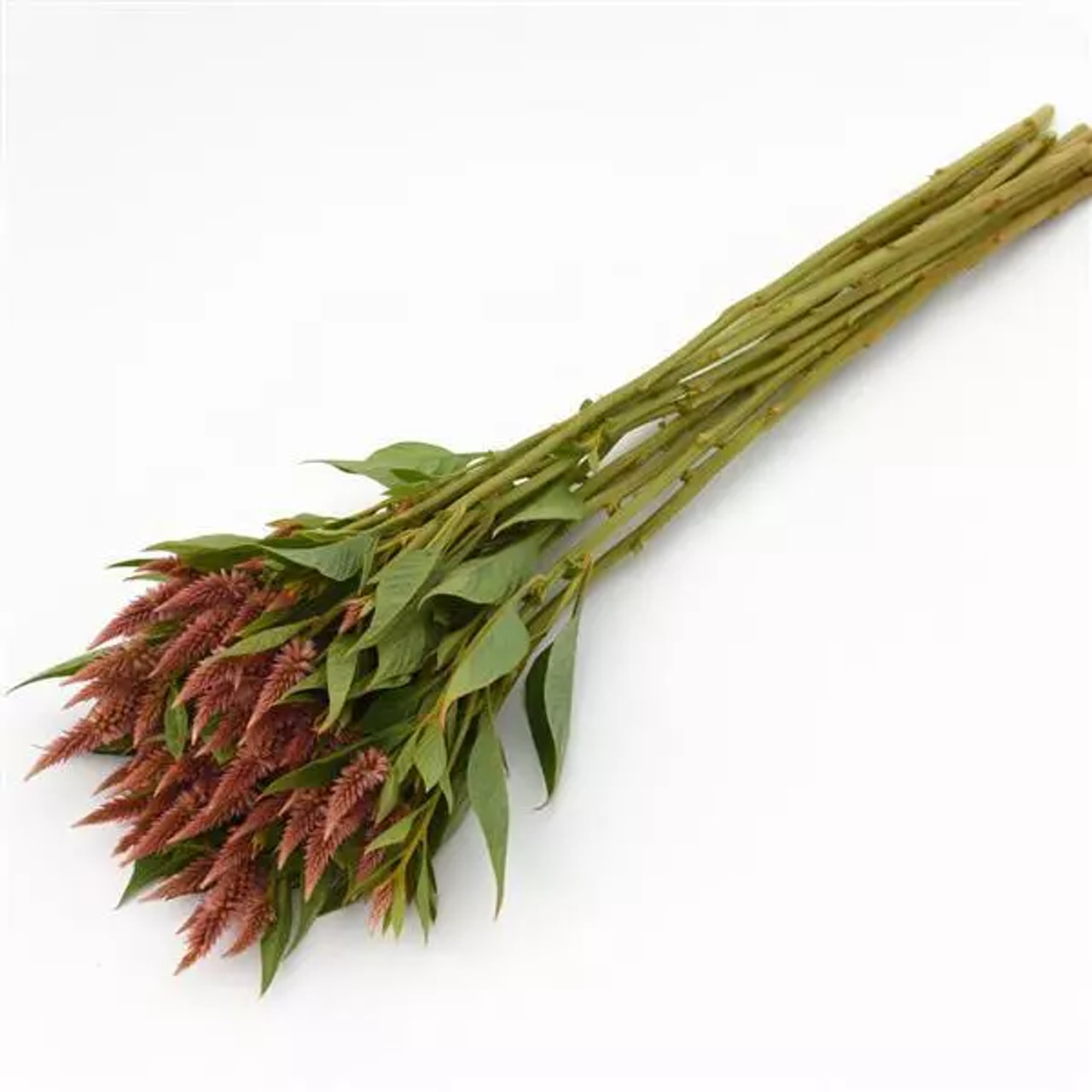 Celosía Celway Terracotta, Loukykvět