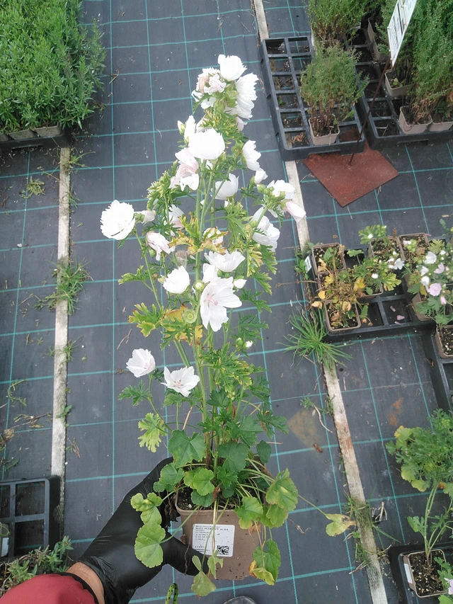 Myskimalva Alba - 4. 8. 2025