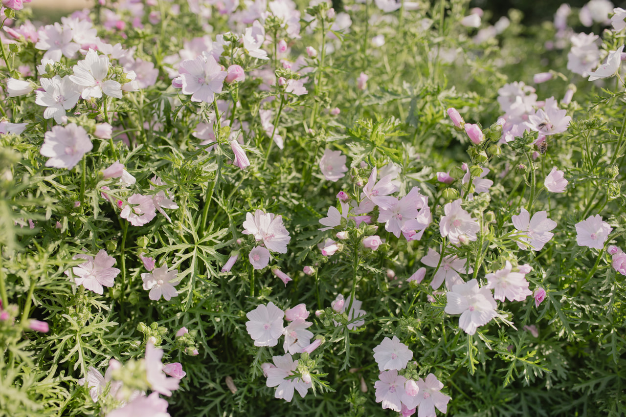 Myskimalva Appleblossom, Loukykvět