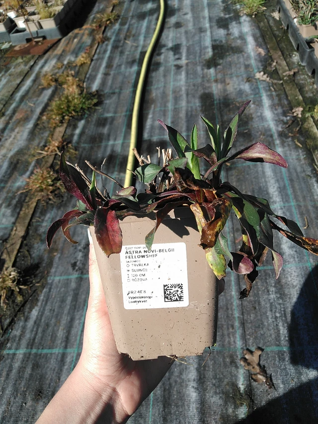 Syysasteri Fellowship - 7. 4. 2026