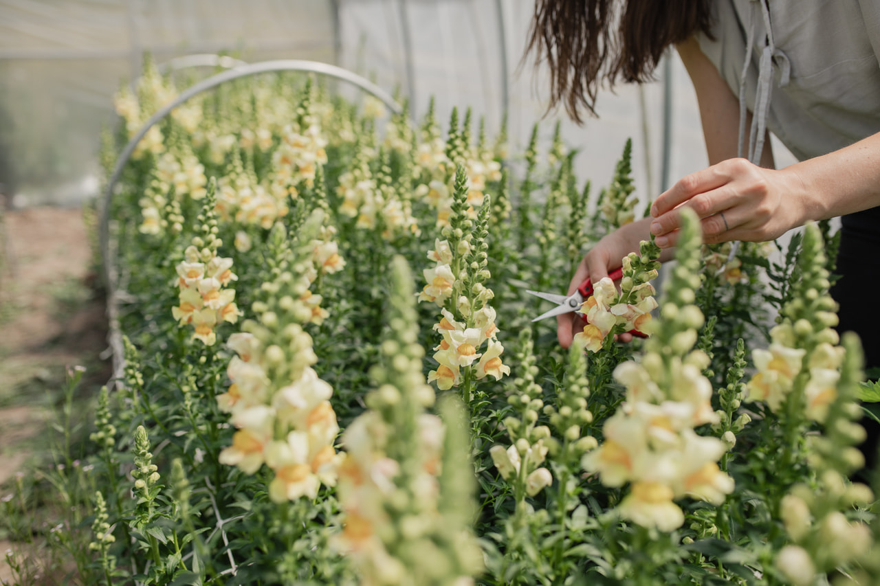 Leijonankita Costa Apricot, Loukykvět