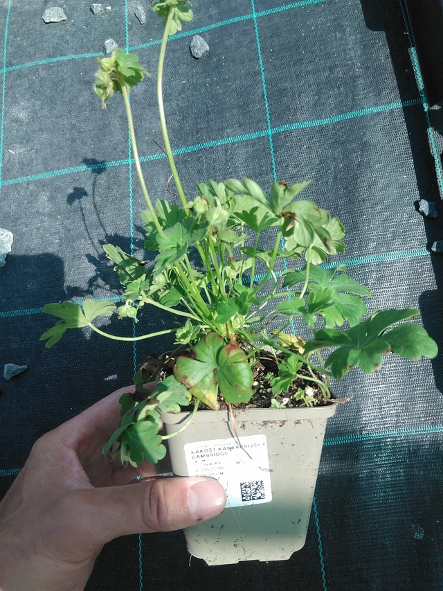 Peittokurjenpolvi Cambridge - 24. 6. 2025