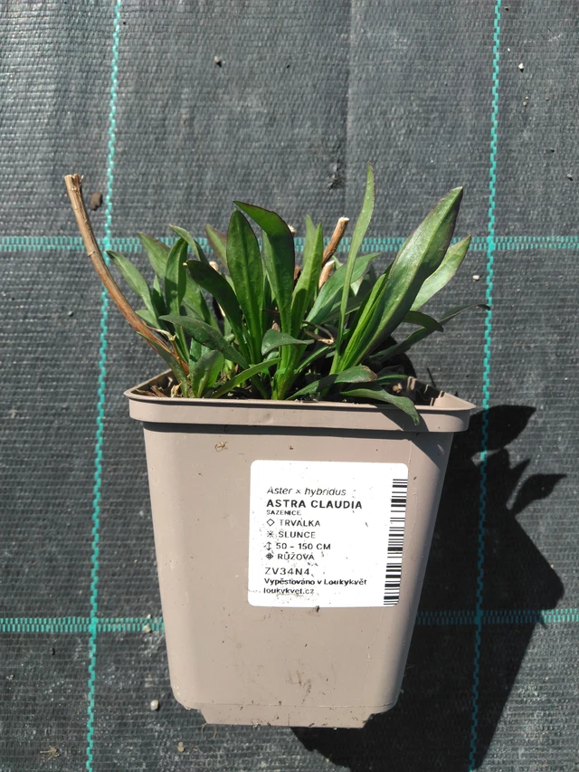 Asteri Claudia - 3. 4. 2025