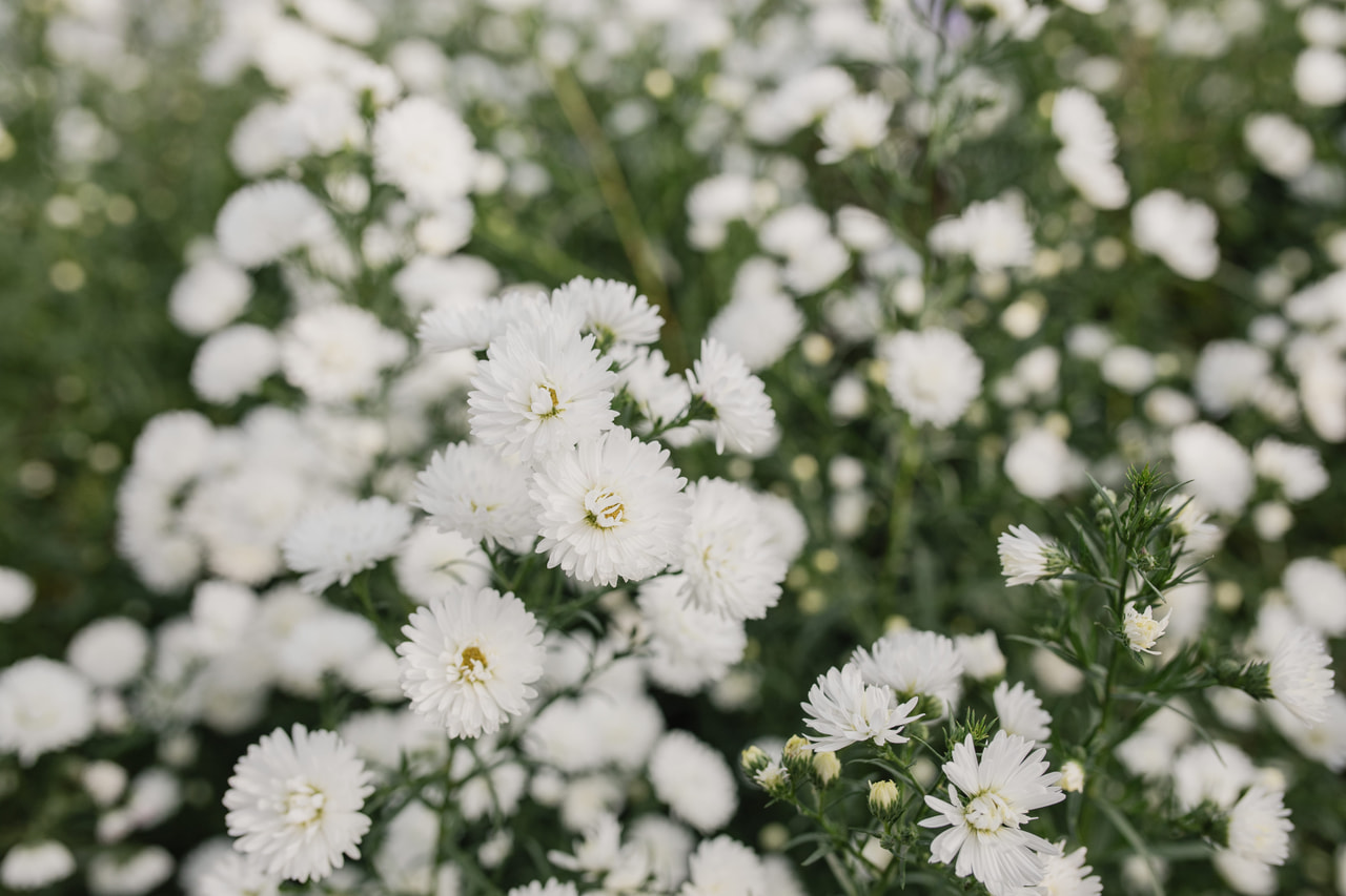 Asteri Cassy, Loukykvět
