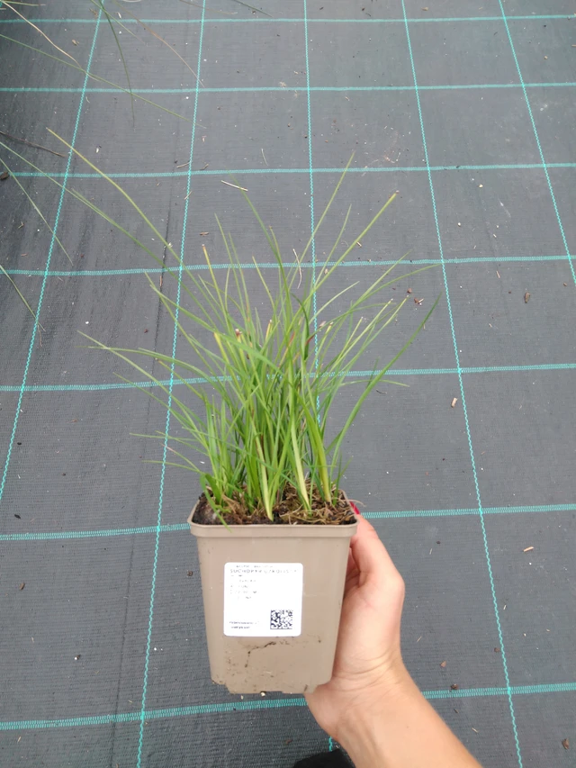 Luhtavilla - 10. 9. 2025