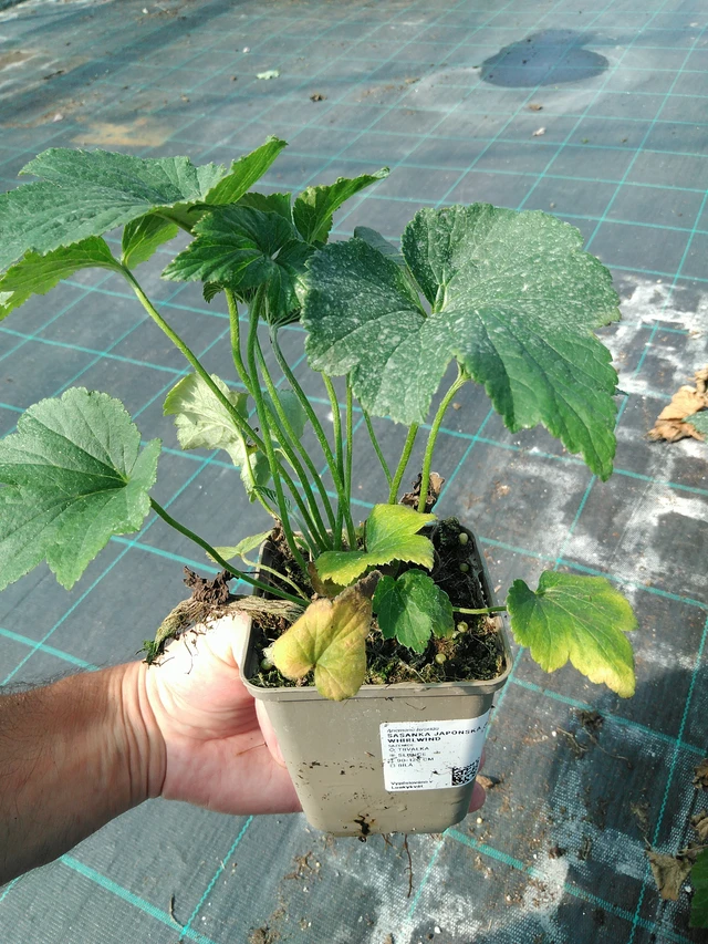 Syysvuokko Whirlwind - 19. 8. 2025