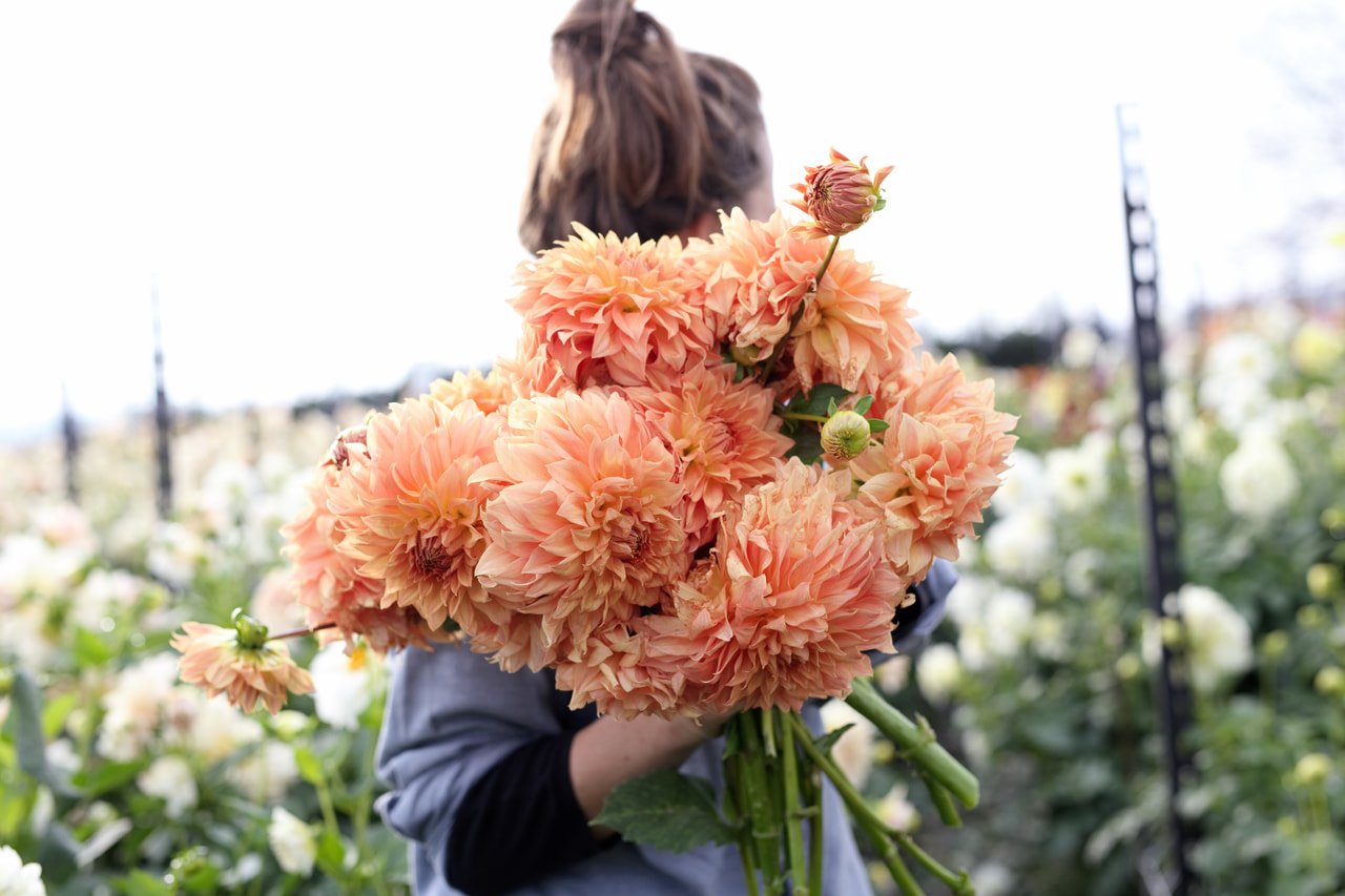 Dahlia Hapet Spartan, Loukykvět