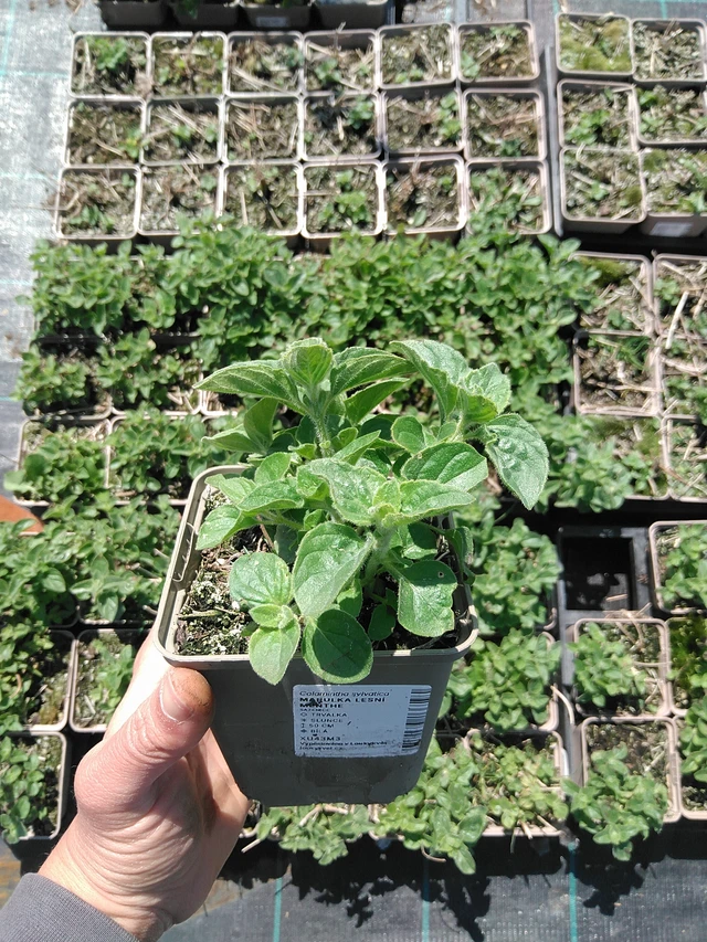 Metsäkalaminttu Menthe - 13. 5. 2025