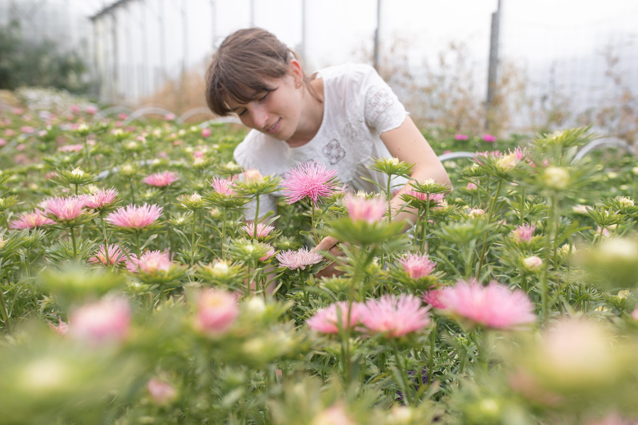 Kiinanasteri Valkyrie Elsa Rose, Loukykvět