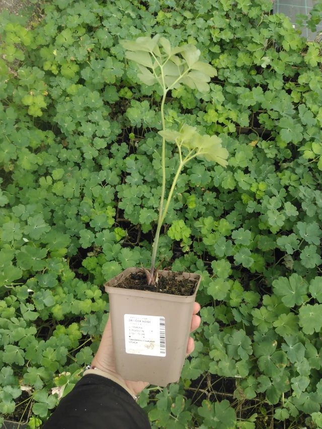 Aguileña Heidi - 2024