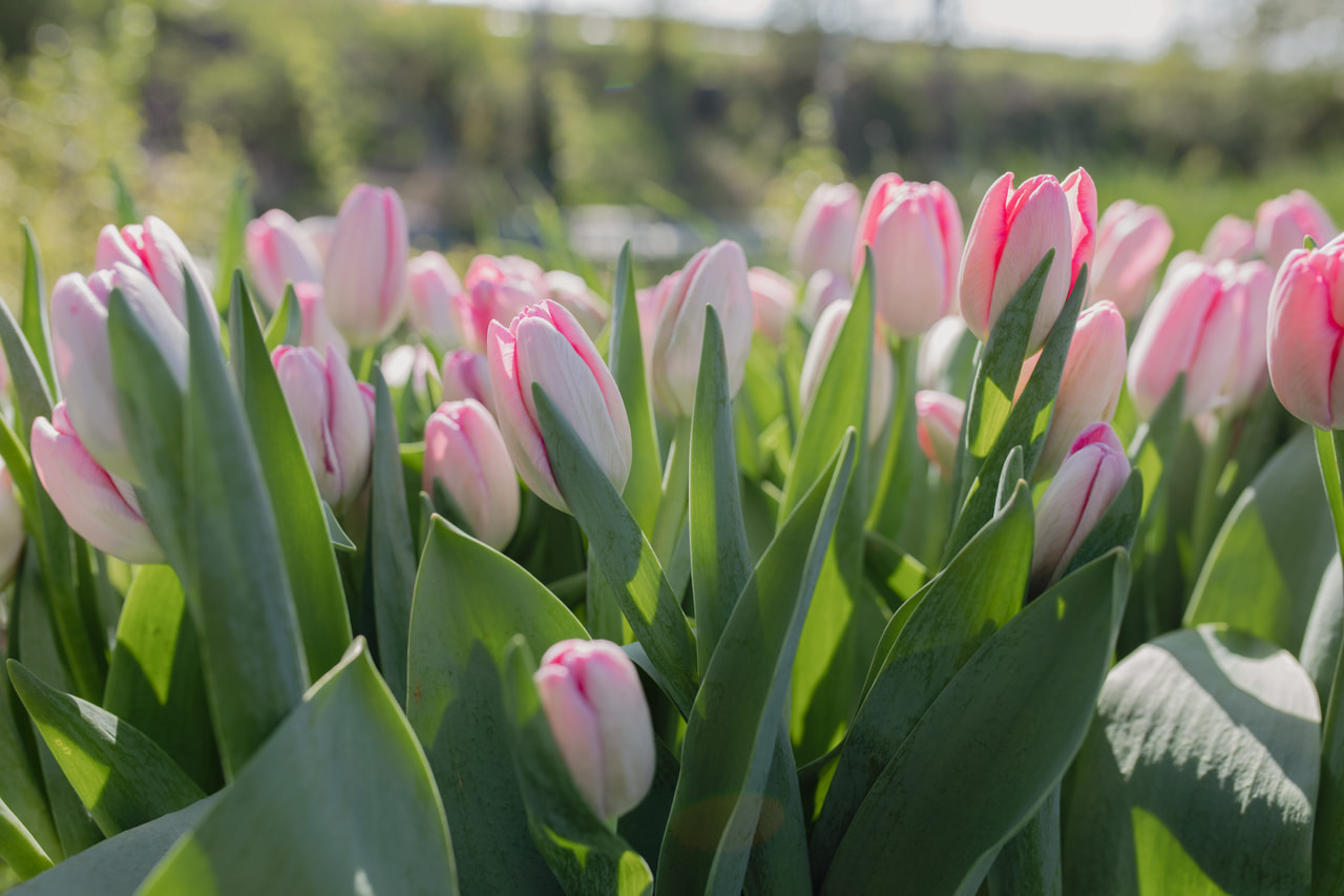 Tulppaani Sissi, Loukykvět