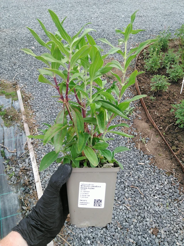 Rohtosuopayrtti Rosea Plena - 10. 9. 2025