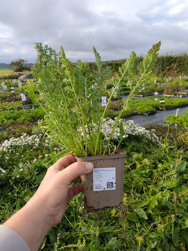 Siankärsämö Alabaster - 9. 10. 2025