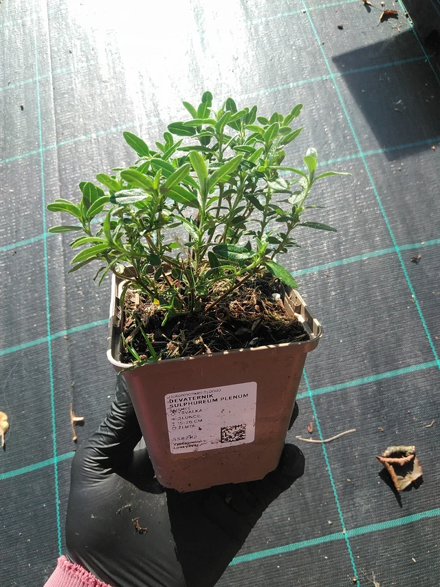 Päivännouto Sulphureum Plenum - 1. 9. 2025