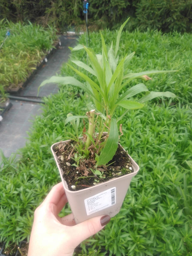 Piisku Moonlight Glory - 2024