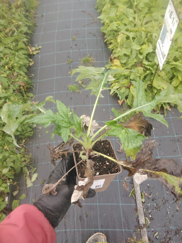 Echinops ritro - 23. 10. 2025