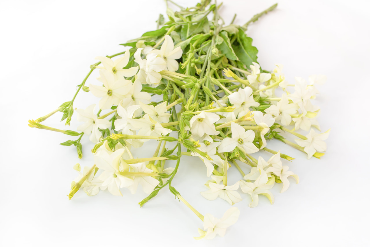 Tabákovník White, Loukykvět