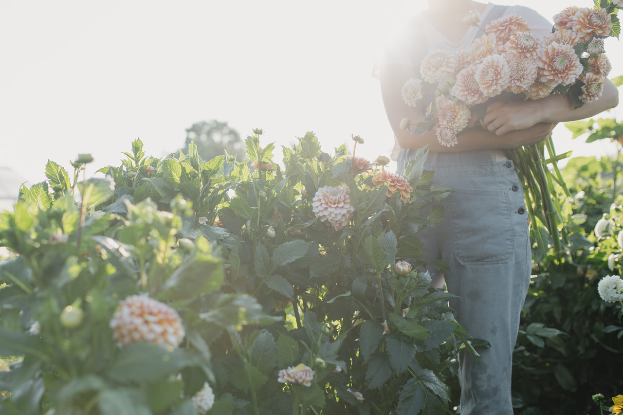 Dalia Tangerine Dream, Loukykvět