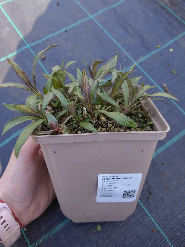 Leimu Minnehaha - 27. 3. 2026