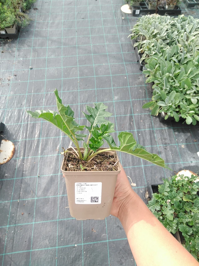 Kreikanakantti - 10. 9. 2025