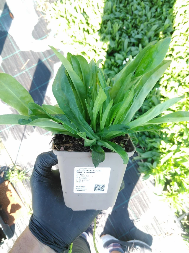 Flor de cuclillo White Robin - 19. 8. 2025