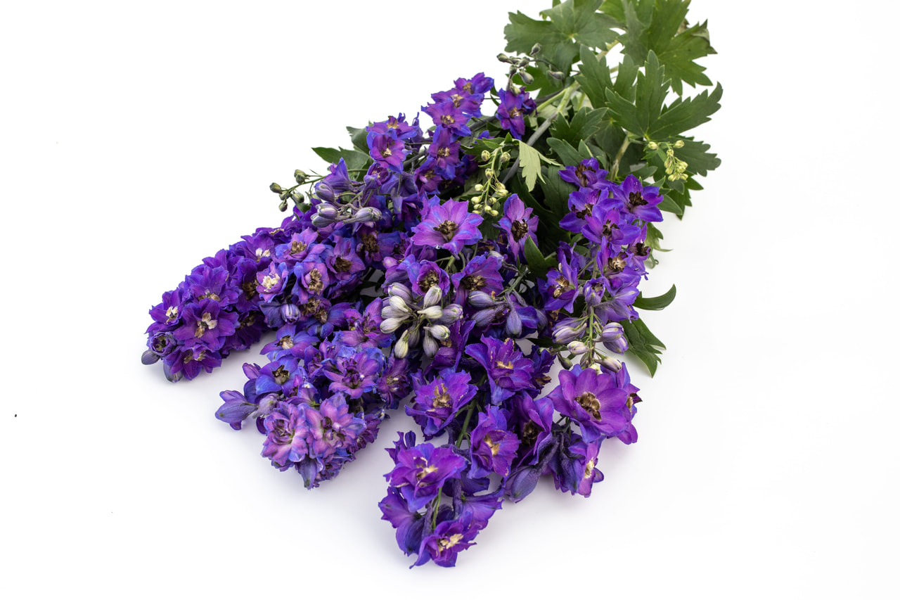 Delphinium Magic Fountains Dark Blue (Dark Bee), Loukykvět