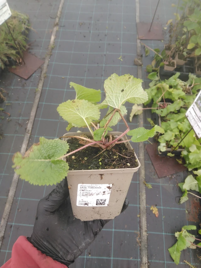 Paloyrtti Tuberosa - 23. 10. 2025