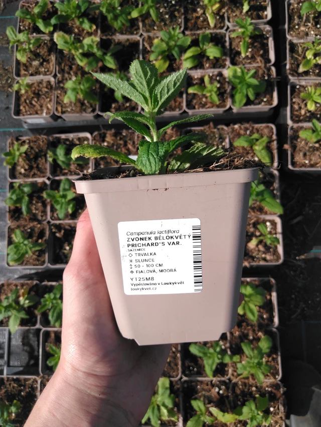 Maitokello Prichard's Var. - 2024