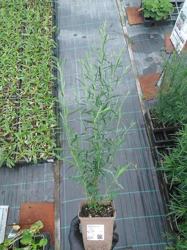 Asteri Pink Star - 4. 8. 2025