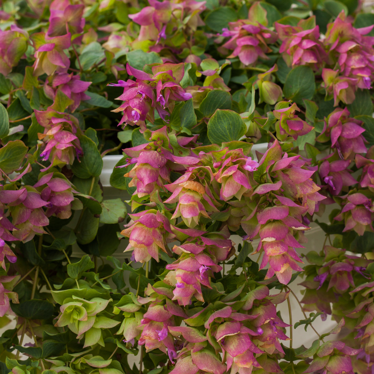 Ornamental Oregano Bellissimo, Loukykvět