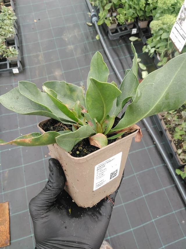 Estatice Robert Butler - 4. 8. 2025