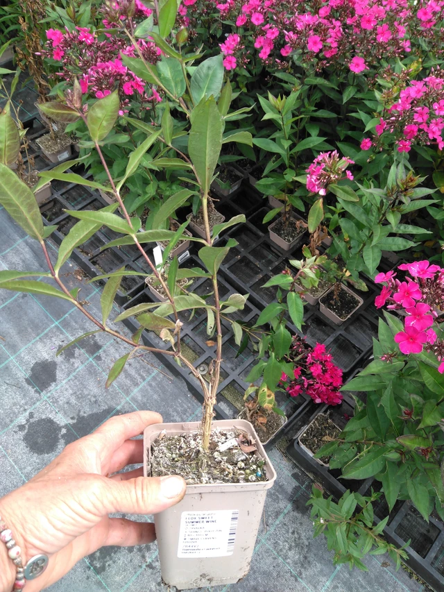 Syysleimu Sweet Summer Wine - 2024