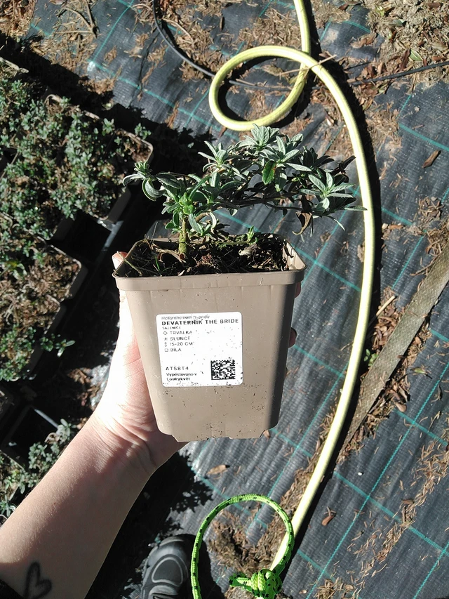 Päivännouto The Bride - 7. 4. 2026