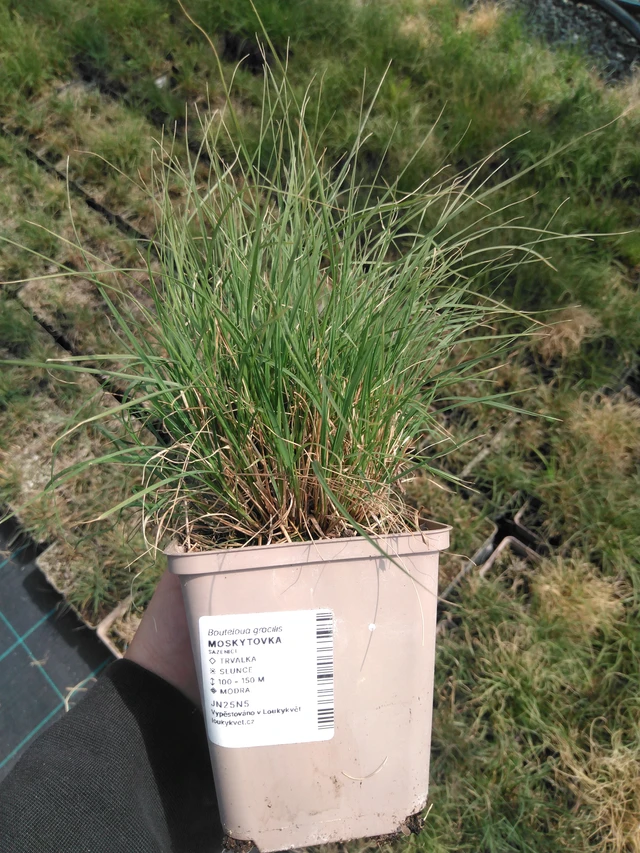 Moskiittoruoho - 13. 5. 2025