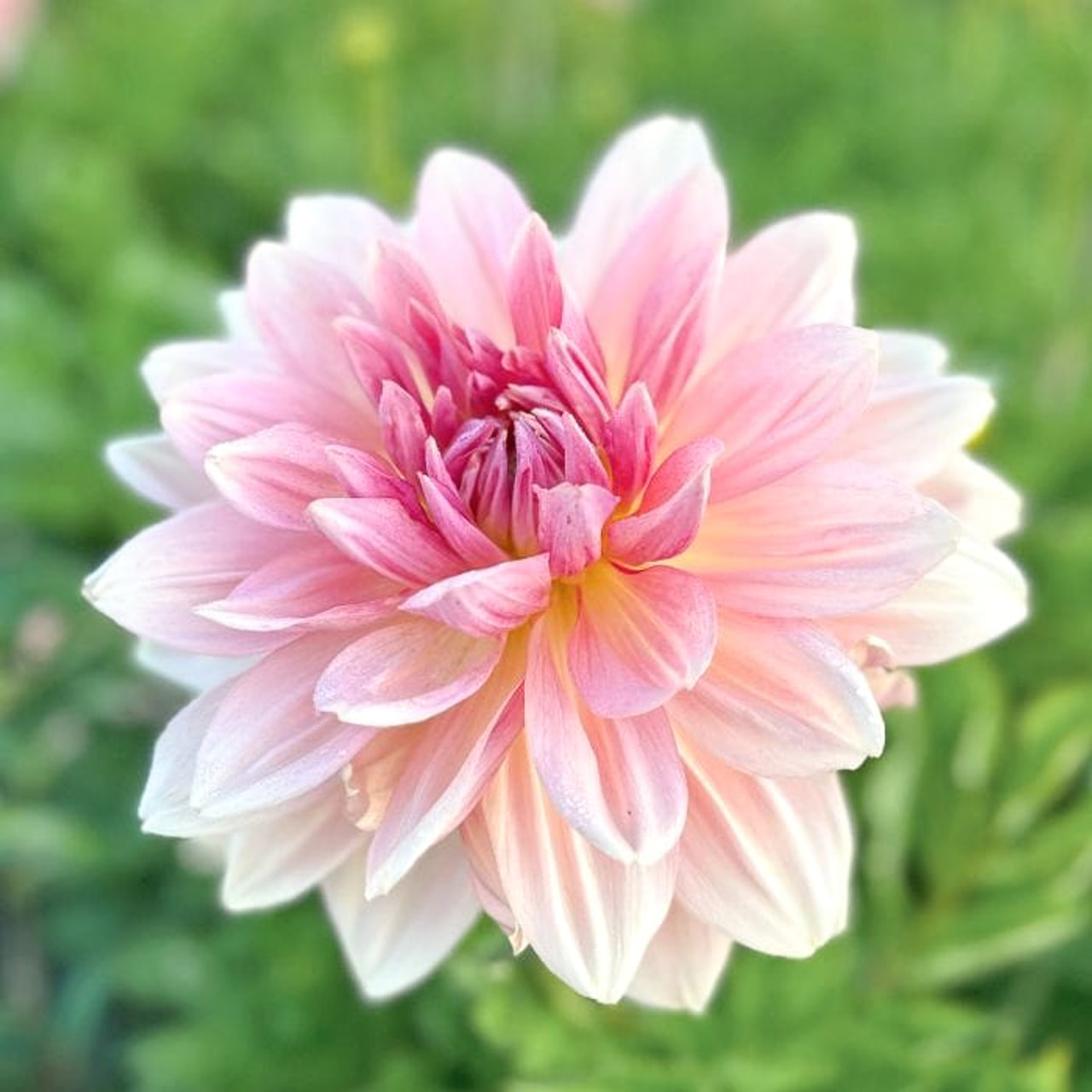 Dalia Fairway Pilot, Loukykvět