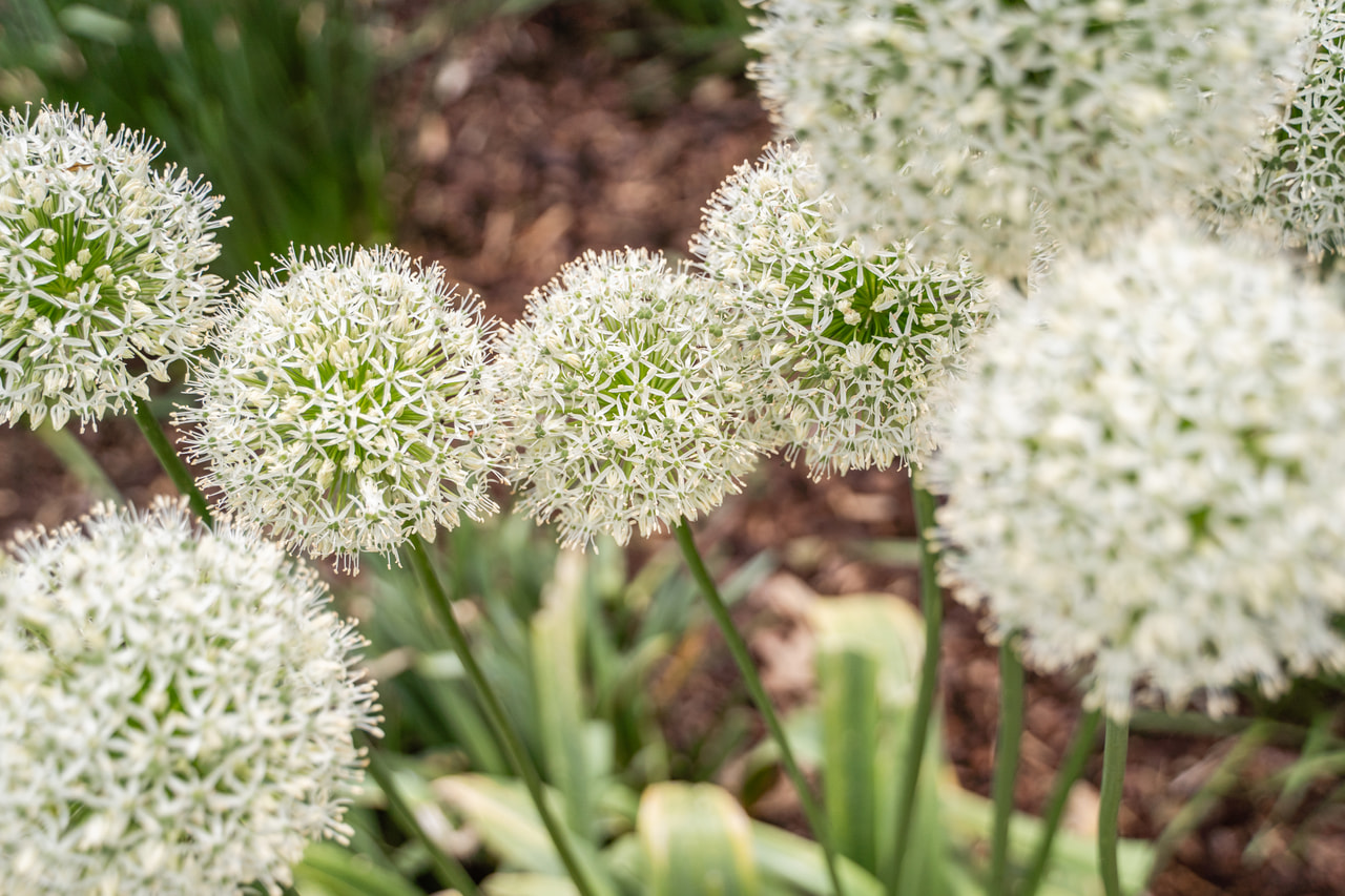 Allium stipitatum Mont Blanc, Loukykvět