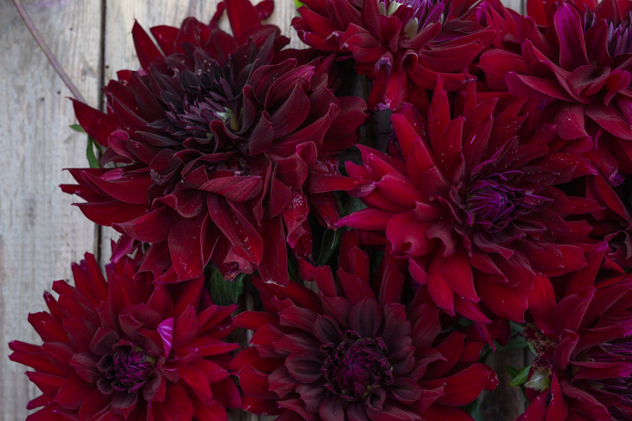 Daalia Rip City, Loukykvět