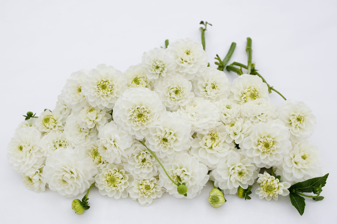 Daalia Orsett Beauty, Loukykvět