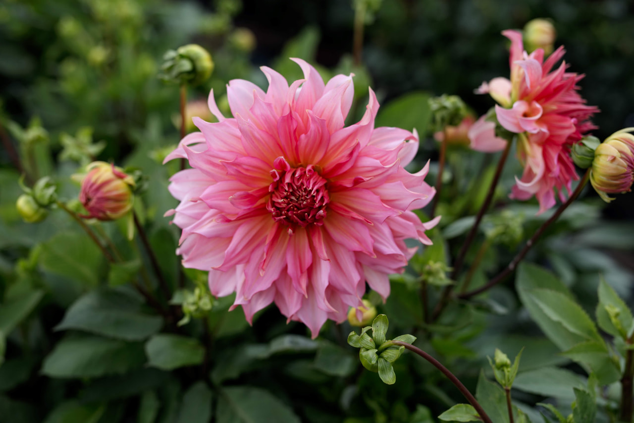 Daalia Islander, Loukykvět