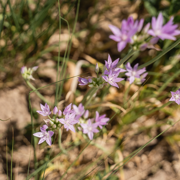 One-leaf Allium Eros, Loukykvět