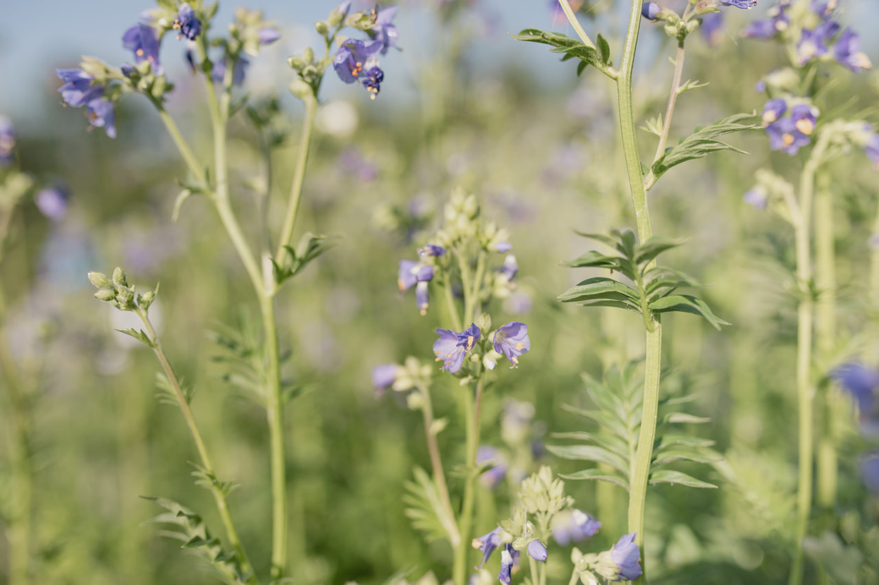 Sinilatva Blue Pearl, Loukykvět